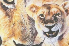 african lion drawing